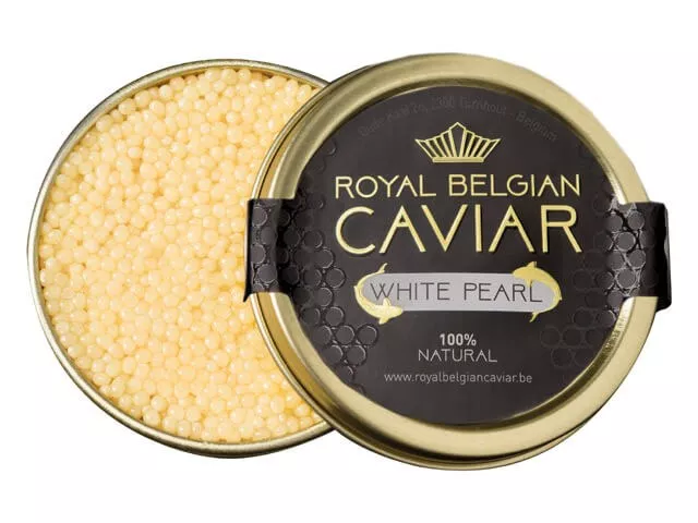 Royal Belgian Cavia White Pearl