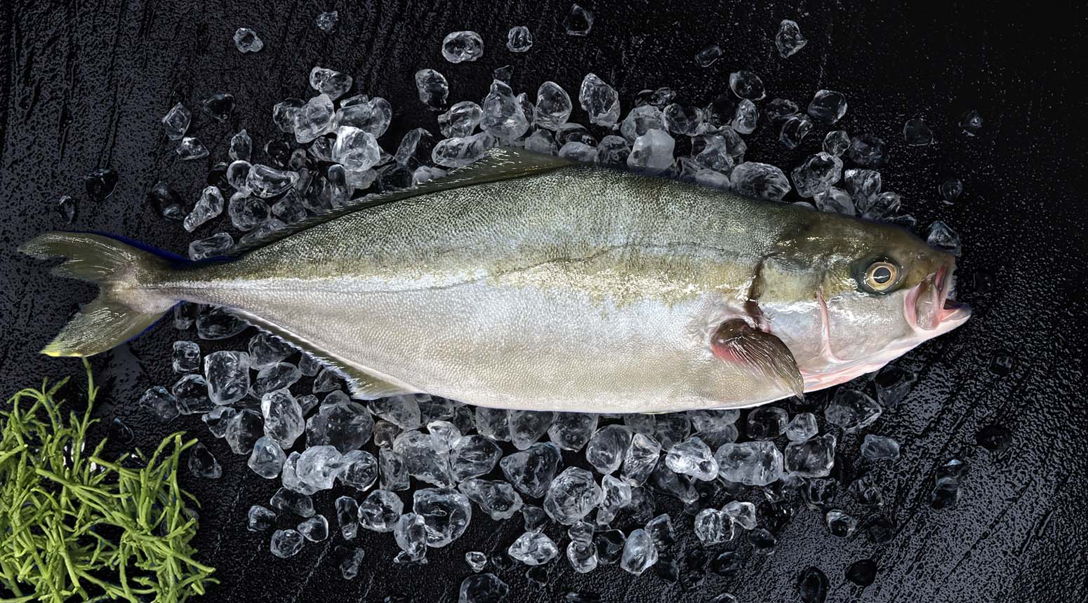 Yellowtail Kingfish - Hamachi 1.5 - 2 kg gekuist