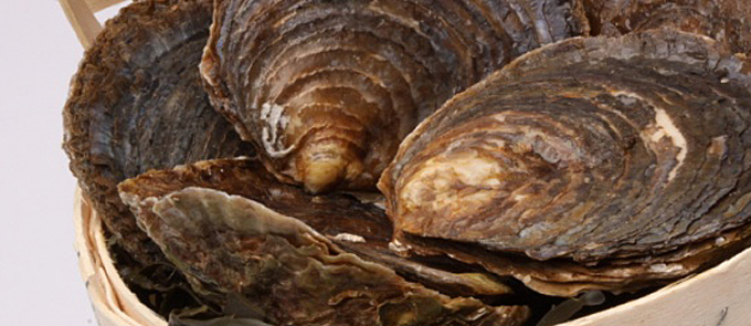 Platte Zeeuwse oesters 4°°°°