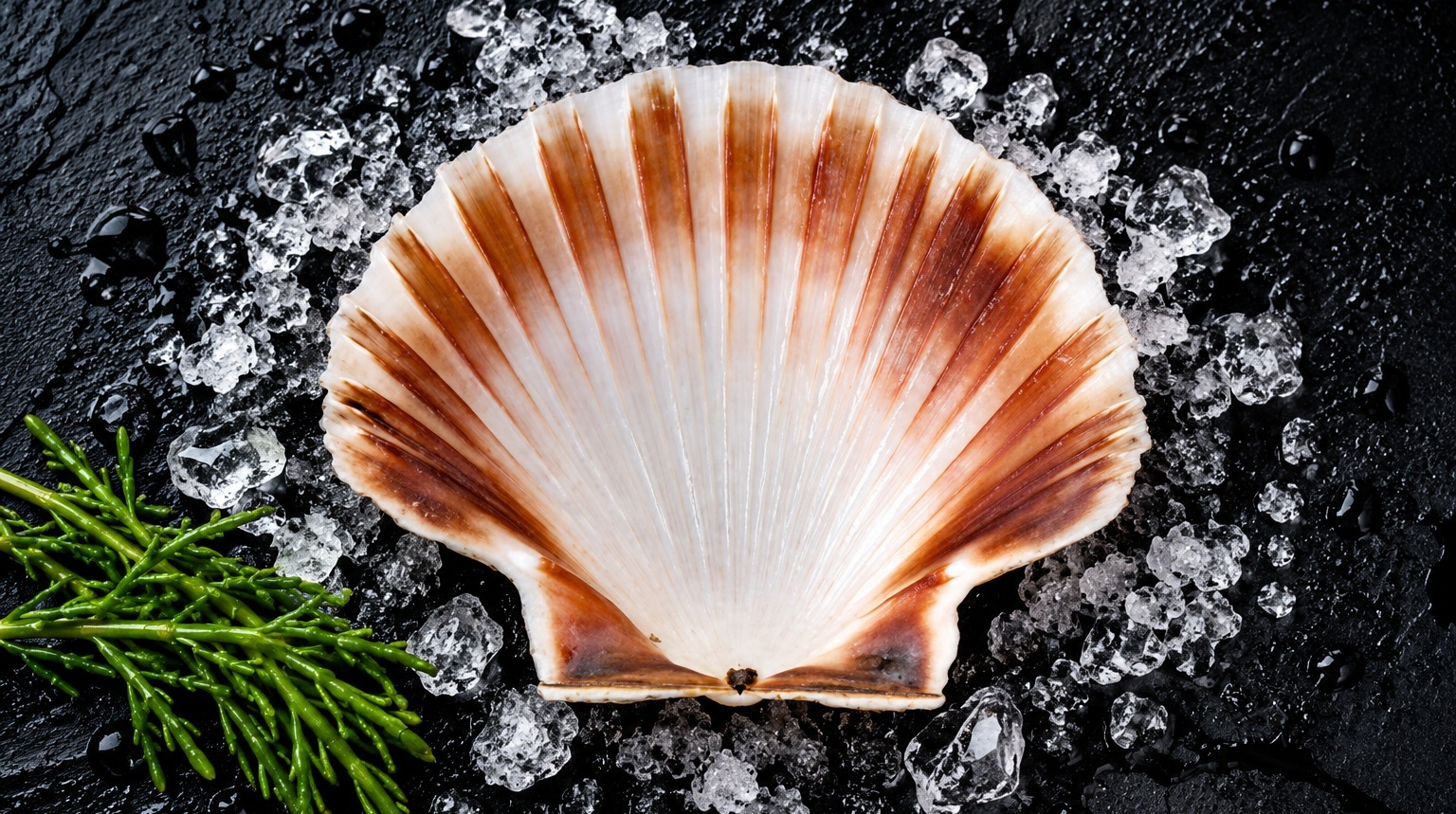 St-Jakobsschelp - leeg