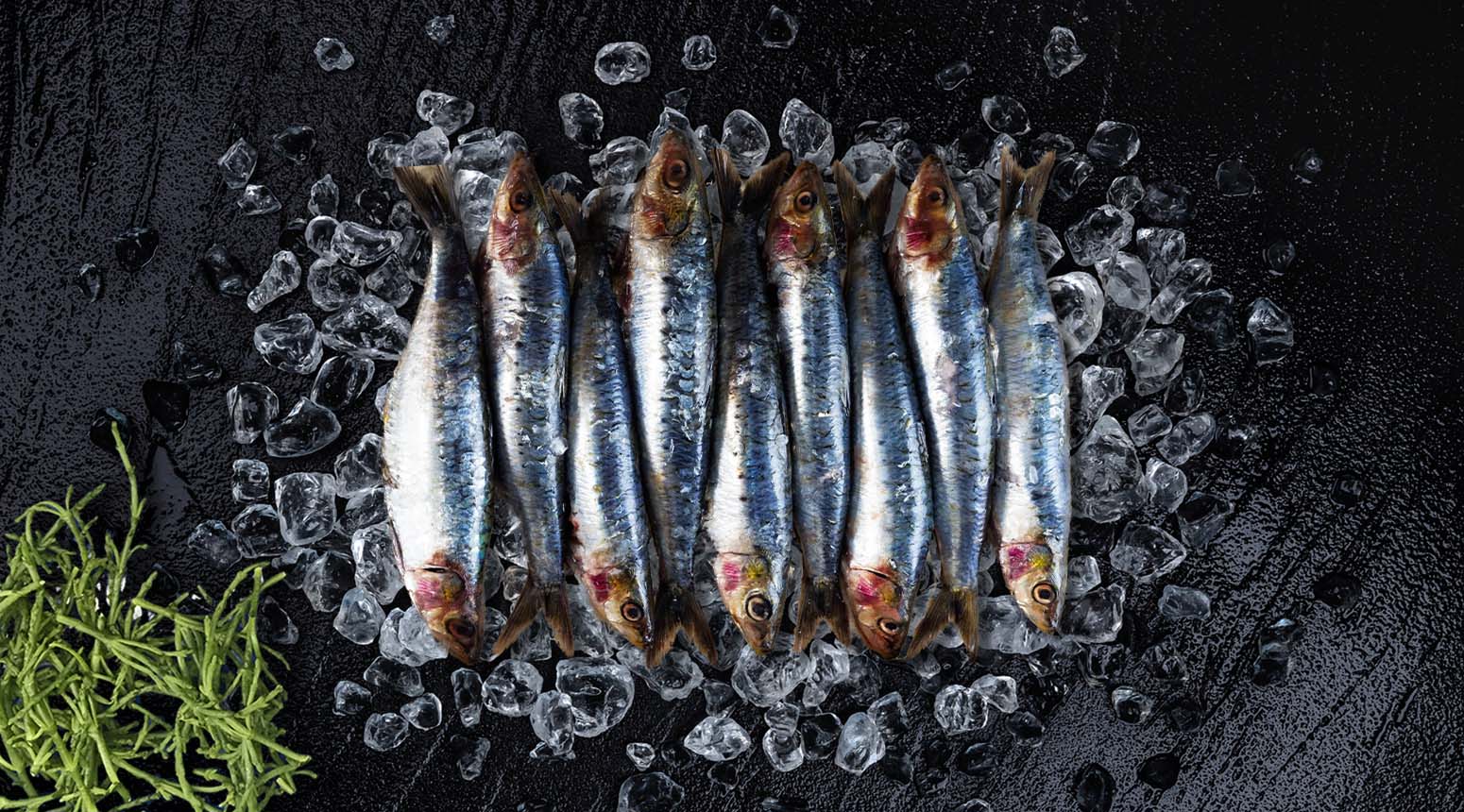 verse sardines
